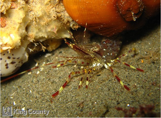 Photo of Pandalus danae